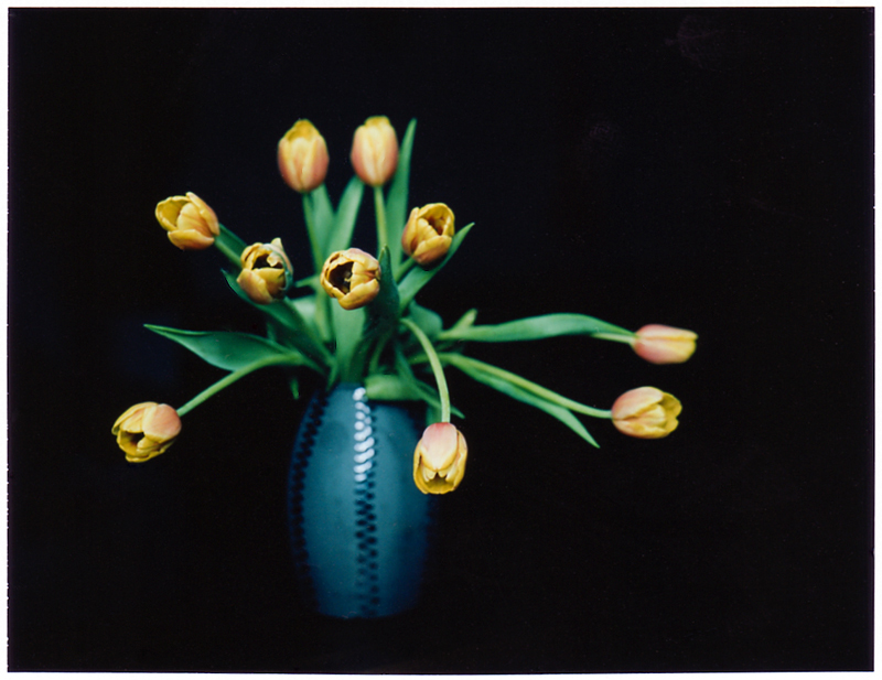 Tulips. LF 4x5, Fuji Instant FP100C
